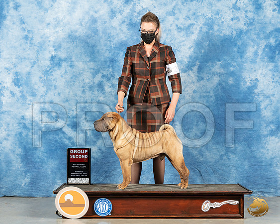 Chinese Shar Pei #7 Sun G2 Judge _MMJ_1751_Mdlnd21_HR3
