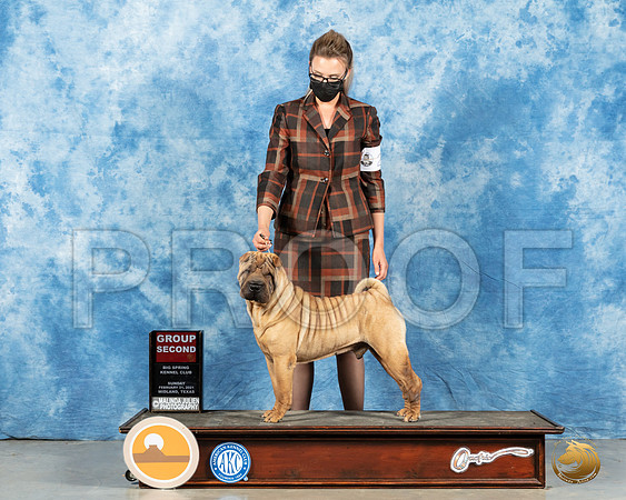 Chinese Shar Pei #7 Sun G2 Judge _MMJ_1753_Mdlnd21_HR3