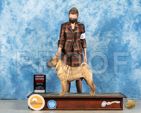 Chinese Shar Pei #7 Sun G2 Judge _MMJ_1754_Mdlnd21_HR3