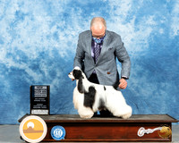Cocker Spaniel Parti #17 Sun BOW Judge Nancy Simmons