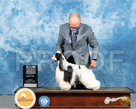 Cocker Spaniel Parti #17 Sun BOW Judge Nancy Simmons_MMJ_1685_Mdlnd21_HR3