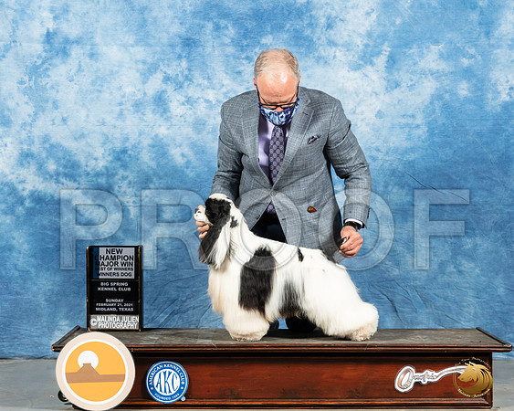 Cocker Spaniel Parti #17 Sun BOW Judge Nancy Simmons_MMJ_1686_Mdlnd21_HR3