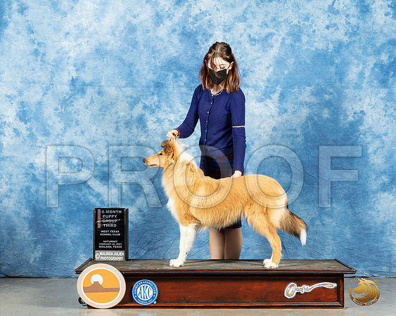 Collie Rough #6 Sun PG3_MMJ_1821_Mdlnd21_HR3