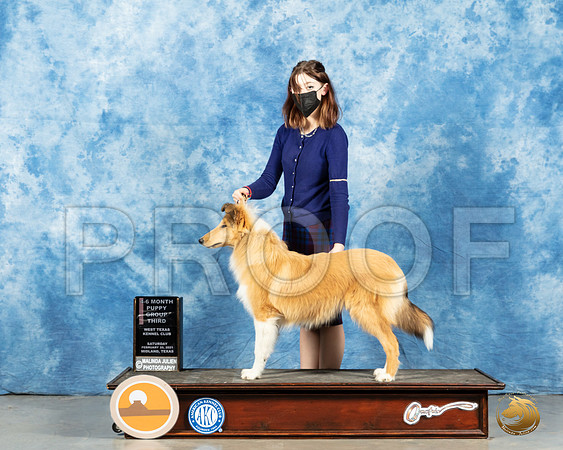 Collie Rough #6 Sun PG3_MMJ_1822_Mdlnd21_HR3