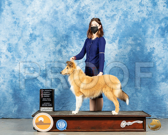 Collie Rough #6 Sun PG3_MMJ_1823_Mdlnd21_HR3