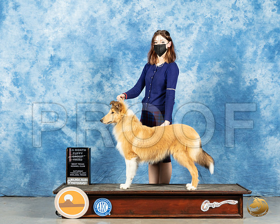 Collie Rough #6 Sun PG3_MMJ_1824_Mdlnd21_HR3