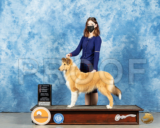Collie Rough #6 Sun PG3_MMJ_1826_Mdlnd21_HR3