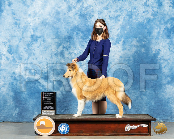 Collie Rough #6 Sun PG3_MMJ_1828_Mdlnd21_HR3
