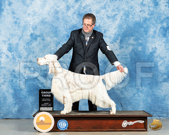 English Setter #17 Sun G3 Judge Judge Charles Olvis_MMJ_1657_Mdlnd21_HR3