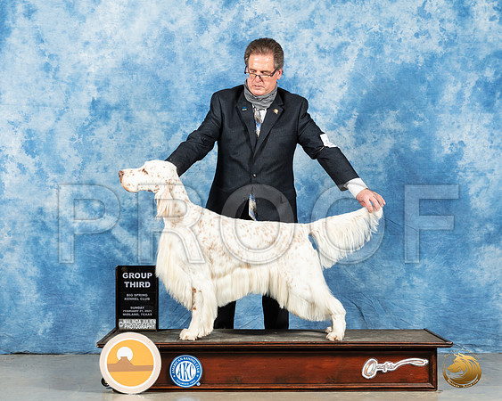 English Setter #17 Sun G3 Judge Judge Charles Olvis_MMJ_1658_Mdlnd21_HR3