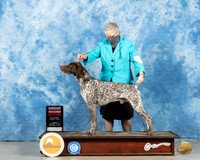 German Shorthaired Pointer #7 Sun G2 Judge Charles Olvis