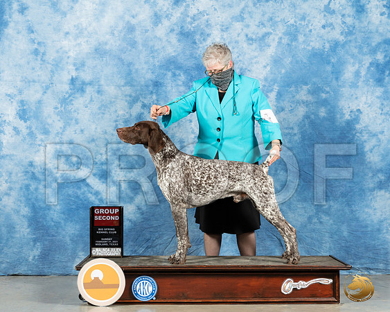 German Shorthaired Pointer #7 Sun G2 Judge Charles Olvis_MMJ_1649_Mdlnd21_HR3