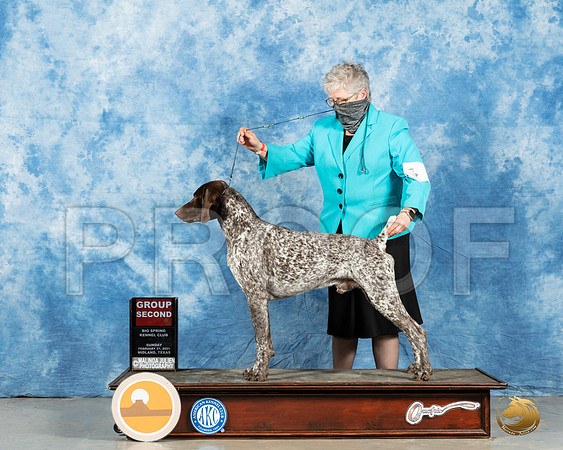 German Shorthaired Pointer #7 Sun G2 Judge Charles Olvis_MMJ_1650_Mdlnd21_HR3