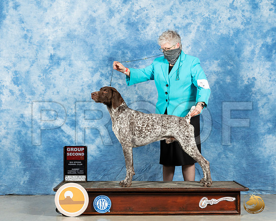 German Shorthaired Pointer #7 Sun G2 Judge Charles Olvis_MMJ_1652_Mdlnd21_HR3