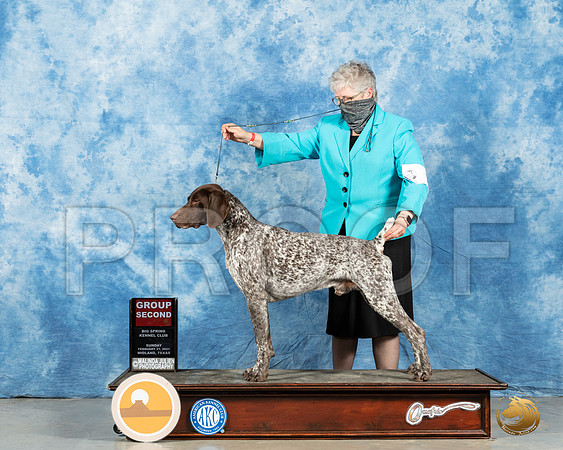 German Shorthaired Pointer #7 Sun G2 Judge Charles Olvis_MMJ_1654_Mdlnd21_HR3