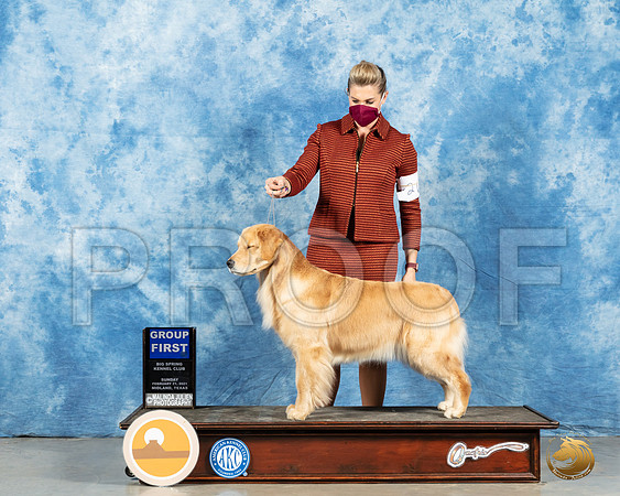 Golden Retriever #26 Sun G1 Judge Charles Olvis_MMJ_1645_Mdlnd21_HR3