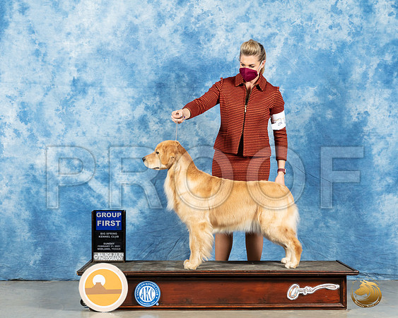 Golden Retriever #26 Sun G1 Judge Charles Olvis_MMJ_1646_Mdlnd21_HR3