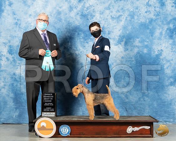 Lakeland Terrier #5 Sun OHBIS Judge John Booth_MMJ_1727_Mdlnd21_HR3