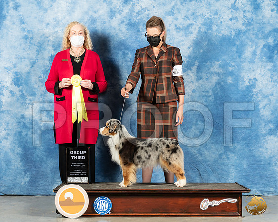 Miniature American Shepherd #? Sun G3 Judge Kimberly Meredith_MMJ_1702_Mdlnd21_HR3