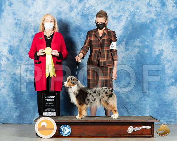 Miniature American Shepherd #? Sun G3 Judge Kimberly Meredith_MMJ_1704_Mdlnd21_HR3