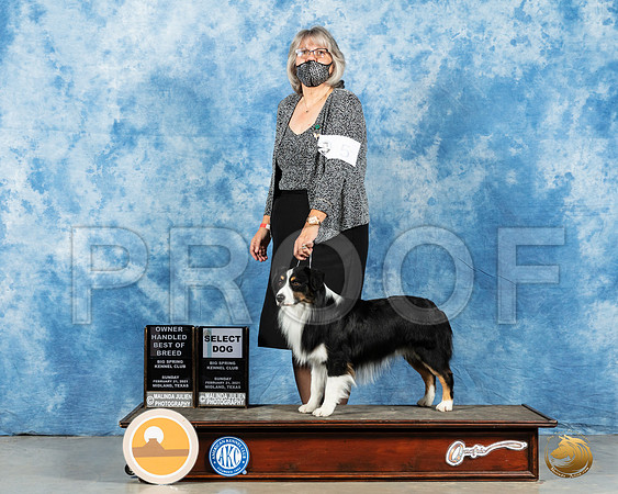 Miniature American Shepherd #5 Sun SB Judge Judith Brown_MMJ_1639_Mdlnd21_HR3