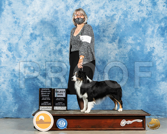 Miniature American Shepherd #5 Sun SB Judge Judith Brown_MMJ_1640_Mdlnd21_HR3