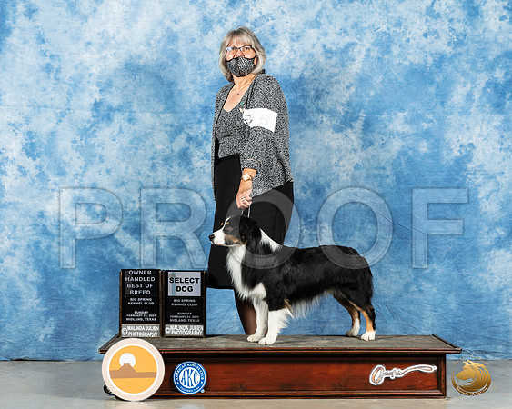 Miniature American Shepherd #5 Sun SB Judge Judith Brown_MMJ_1641_Mdlnd21_HR3