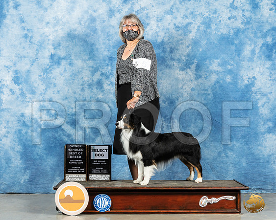 Miniature American Shepherd #5 Sun SB Judge Judith Brown_MMJ_1642_Mdlnd21_HR3