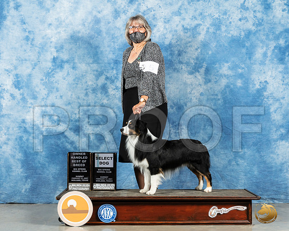 Miniature American Shepherd #5 Sun SB Judge Judith Brown_MMJ_1643_Mdlnd21_HR3