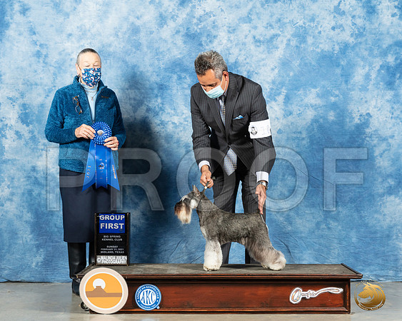 Miniature Schnauzer #10 Sun G1 Judge Carolyn Herbel_MMJ_1777_Mdlnd21_HR3