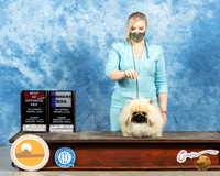 Pekingese #7 Sun BOS Judge Dr Steve Keating