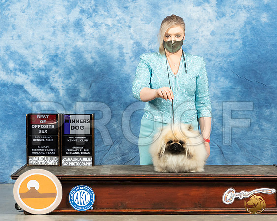 Pekingese #7 Sun BOS Judge Dr Steve Keating_MMJ_1831_Mdlnd21_HR3