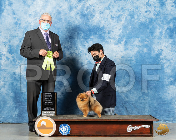 Pomeranian #28 Sun OHRBISH Judge John Booth_MMJ_1729_Mdlnd21_HR3