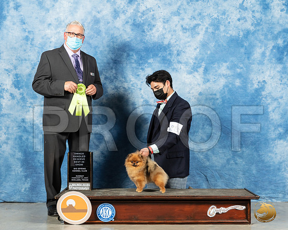Pomeranian #28 Sun OHRBISH Judge John Booth_MMJ_1733_Mdlnd21_HR3