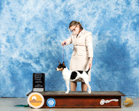 Rat Terrier #5 Sun OHG3 Judge John Booth