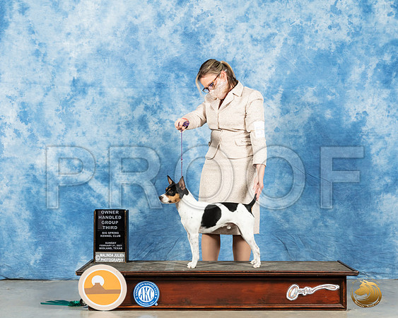Rat Terrier #5 Sun OHG3 Judge John Booth_MMJ_1714_Mdlnd21_HR3