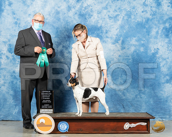 Rat Terrier #5 Sun OHG3 Judge John Booth 2_MMJ_1735_Mdlnd21_HR3