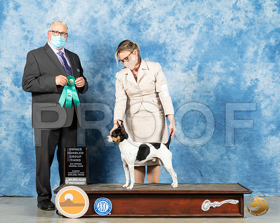 Rat Terrier #5 Sun OHG3 Judge John Booth 2_MMJ_1737_Mdlnd21_HR3