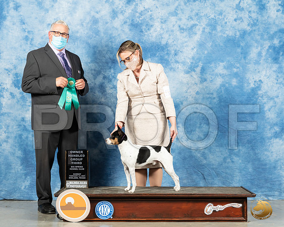 Rat Terrier #5 Sun OHG3 Judge John Booth 2_MMJ_1739_Mdlnd21_HR3