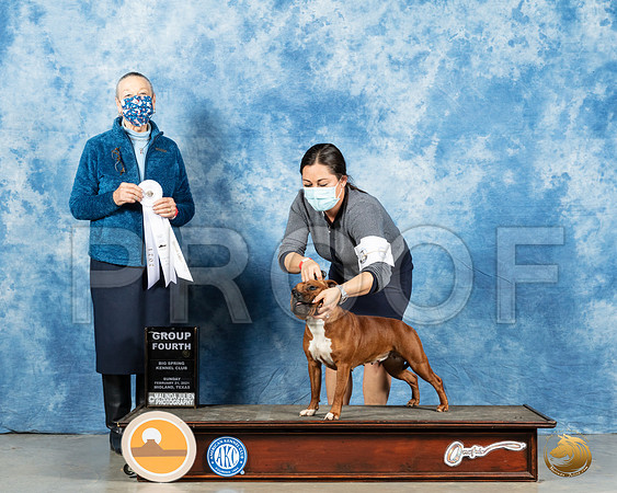 Staffordshire Bull Terrier #6 Sun G4 Judge Carolyn Herbel_MMJ_1795_Mdlnd21_HR3