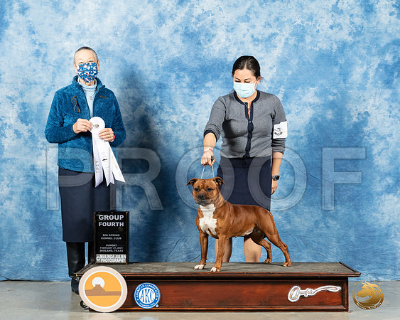 Staffordshire Bull Terrier #6 Sun G4 Judge Carolyn Herbel_MMJ_1797_Mdlnd21_HR3
