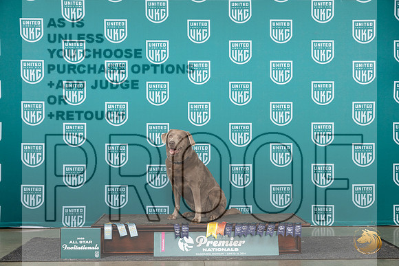 Labrador Retriever #167__JP_2259_Premier_2024_HR3