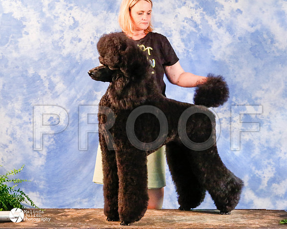 PoodSt-1079-HstnMar2014-HR3