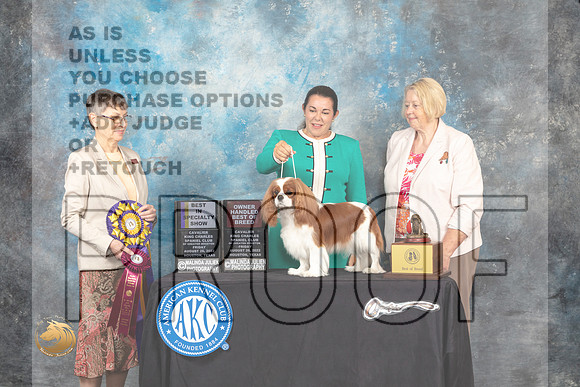 Cavalier King Charles Spaniel #8 Fri BISS Judge Donna Buxton_MJ_9692_HstnTOY_2022_HR3