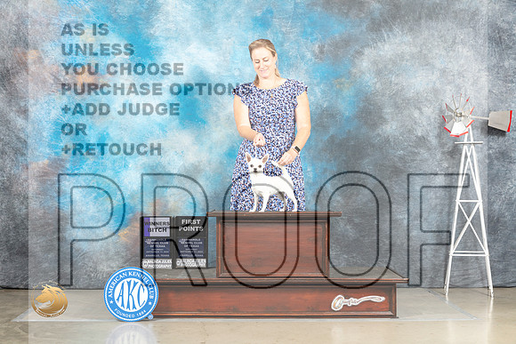 Chihuahua Smooth Coat #12 Sat WB Judge Alfred Ferruggiaro_MJ_4429_Amarillo_2022_HR3