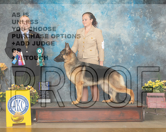 German Shepherd Dog #26 Sun BOS Judge Ray Filburn-MMJ_1220-NWARK2022-HR3