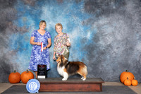 Shetland Sheepdog #9 Sat BOS Judge D. Brown
