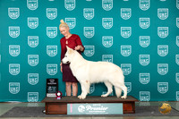 White Shepherd #910 Sat TDQ
