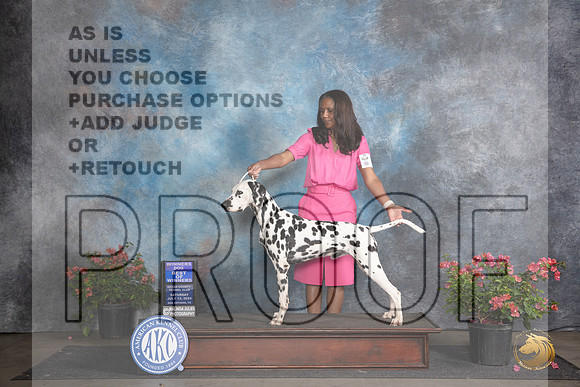 Dalmation #7 Sat WDBOW Judge Karen McFarlane __JP_5142_San Antonio_2024_HR3