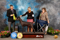 Xolo #11 Sat OHRBIS Judge Darryl Vice
